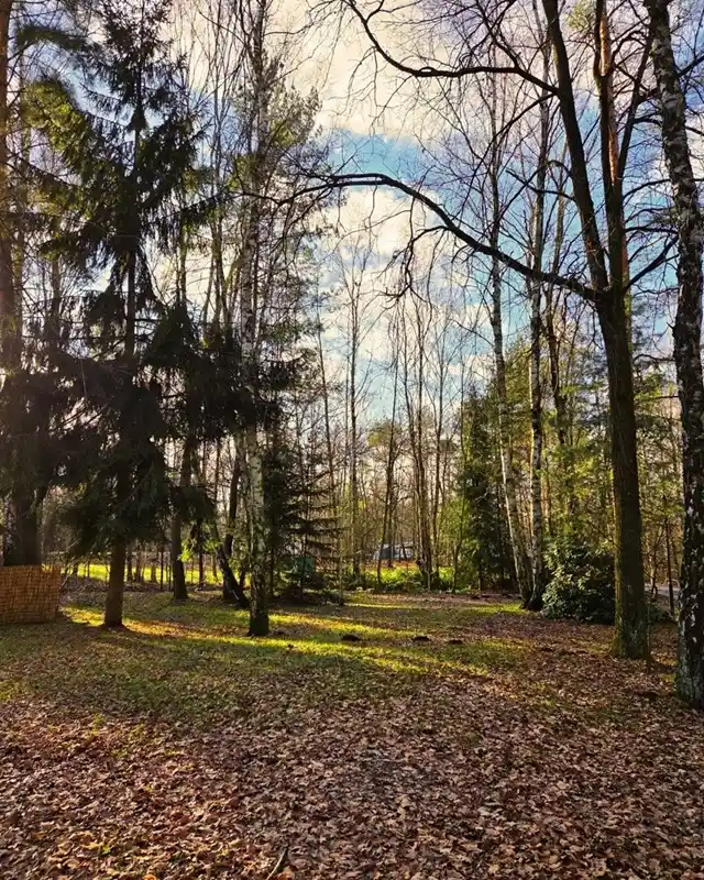 Campingplatz Olbasee mit Wald