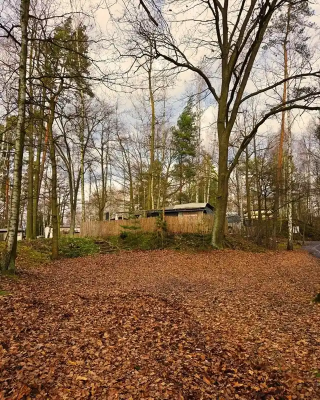 Waldblick mit Herbstblättern